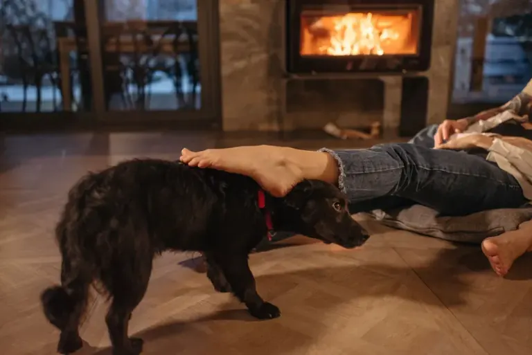 A black dog being petted in a warm living room by the fireplace. Stock Photo